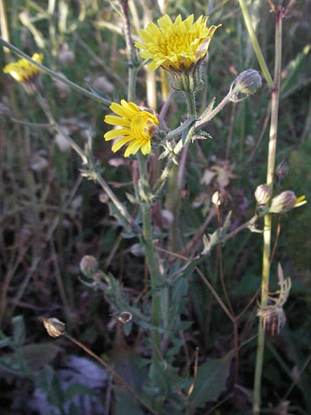 Crepis foetida \ Stink-Pippau / Stinking Hawk's-Beard, F Dept. Gard, Remoulins 7.6.2006