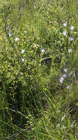 Campanula rapunculus \ Rapunzel-Glockenblume / Rampion Bellflower, F Causse du Larzac 7.6.2006