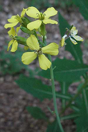 Coincya monensis subsp. cheiranthos \ Lacksenf / Wallflower Cabbage, F Mont Aigoual 8.6.2006