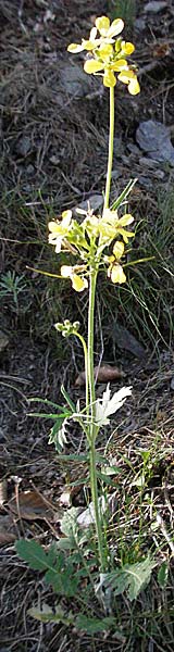 Coincya monensis subsp. cheiranthos \ Lacksenf, F Mont Aigoual 8.6.2006