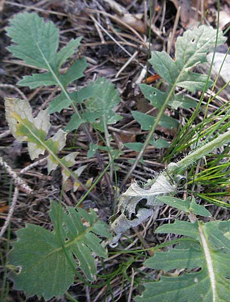 Coincya monensis subsp. cheiranthos \ Lacksenf / Wallflower Cabbage, F Mont Aigoual 8.6.2006