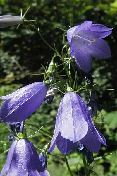 Campanula rhomboidalis \ Rautenblttrige Glockenblume / Diamond-Leaved Bellflower, Broad-Leaved Harebell, F Allevard 11.6.2006