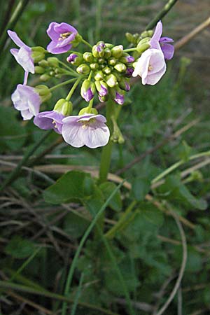 Cardamine raphanifolia \ Groblttriges Schaumkraut / Purple Bitter-Cress, Radish-Leaved Bitter-Cress, F Pyrenäen/Pyrenees, Eyne 14.5.2007