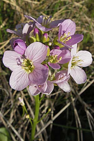 Cardamine raphanifolia \ Groblttriges Schaumkraut / Purple Bitter-Cress, Radish-Leaved Bitter-Cress, F Pyrenäen/Pyrenees, Eyne 14.5.2007