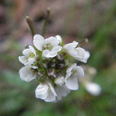 Arabidopsis arenosa \ Sand- / Sand Rock-Cress, F Pyrenäen/Pyrenees, Err 14.5.2007