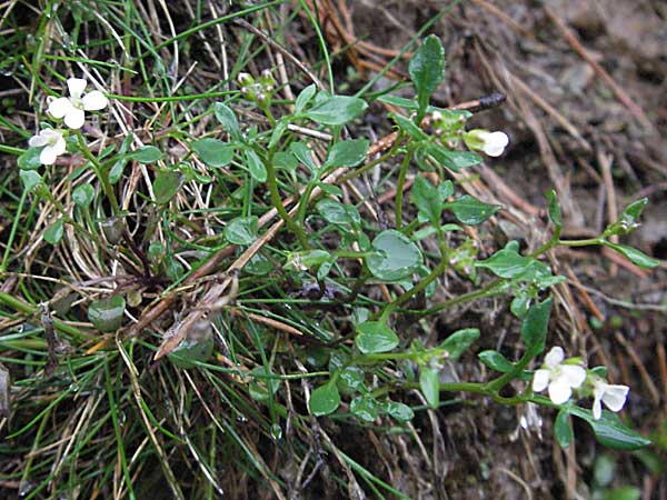 Cardamine resedifolia / Mignonette-Leaved Bitter-Cress, F Pyrenees, Err 14.5.2007