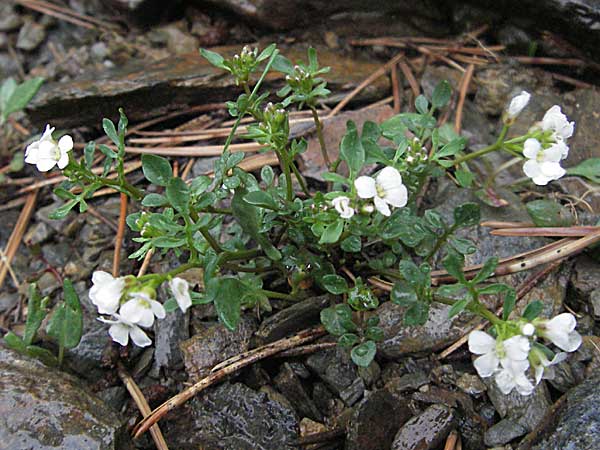 Cardamine resedifolia \ Resedenblttriges Schaumkraut / Mignonette-Leaved Bitter-Cress, F Pyrenäen/Pyrenees, Err 14.5.2007