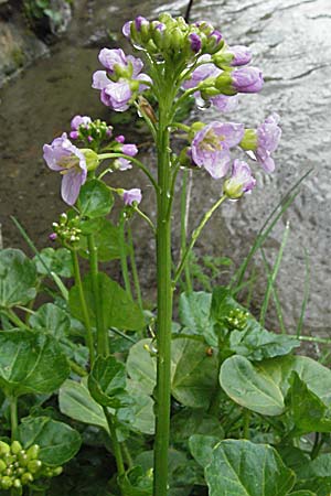 Cardamine raphanifolia \ Groblttriges Schaumkraut / Purple Bitter-Cress, Radish-Leaved Bitter-Cress, F Pyrenäen/Pyrenees, Eyne 14.5.2007