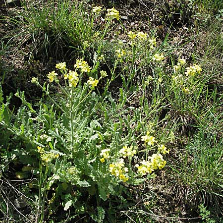 Biscutella cichoriifolia \ Wegwartenblttriges Brillenschtchen, F Pyrenäen, Olette 14.5.2007