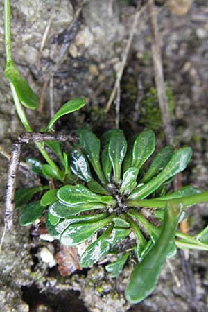 Arabis serpyllifolia \ Quendel-Gnsekresse, F Col de Menèe 17.5.2007