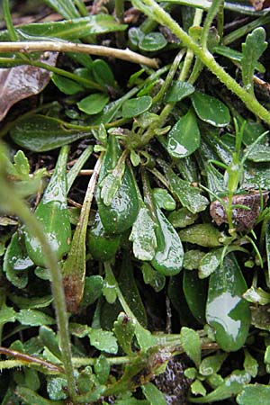 Arabis serpyllifolia \ Quendel-Gnsekresse / Thyme-Leaved Rock-Cress, F Col de Menèe 17.5.2007