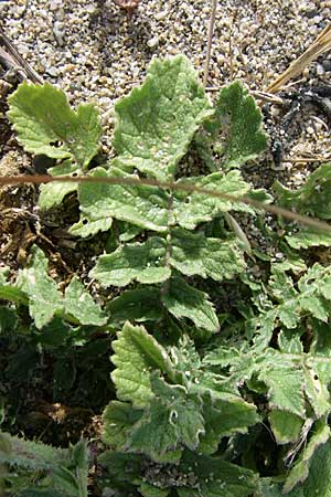 Brassica tournefortii \ Sahara-Kohl / Asian Mustard, Wild Turnip Rape, F Toreilles 24.6.2008