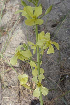 Brassica tournefortii \ Sahara-Kohl / Asian Mustard, Wild Turnip Rape, F Toreilles 24.6.2008