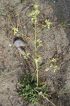 Brassica tournefortii \ Sahara-Kohl / Asian Mustard, Wild Turnip Rape, F Toreilles 24.6.2008