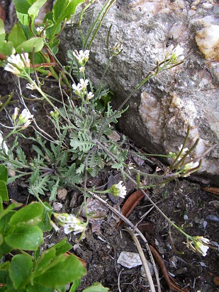 Murbeckiella pinnatifida \ Fieder-Rauke / Pinnatifid Rock-Cress, F Pyrenäen/Pyrenees, Eyne 25.6.2008