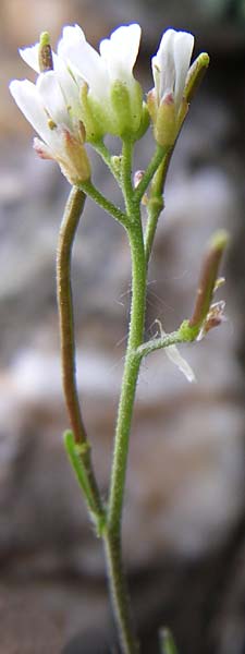 Murbeckiella pinnatifida \ Fieder-Rauke / Pinnatifid Rock-Cress, F Pyrenäen/Pyrenees, Eyne 25.6.2008