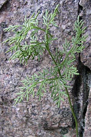 Cryptogramma crispa \ Krauser Rollfarn / Parsley Fern, F Vogesen/Vosges, Col de la Schlucht 5.8.2008