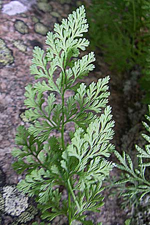 Cryptogramma crispa \ Krauser Rollfarn / Parsley Fern, F Vogesen/Vosges, Col de la Schlucht 5.8.2008