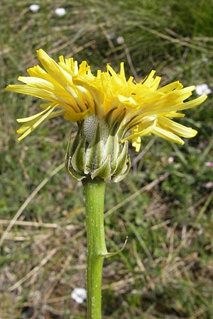 Crepis albida \ Weilicher Pippau / Whitish Hawk's-Beard, F Lapanouse-de-Cernon 31.5.2009