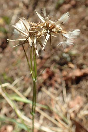 Crepis bursifolia \ Tschelkrautblttriger Pippau, Italienischer Pippau, F Pyrenäen, Prades 23.7.2018