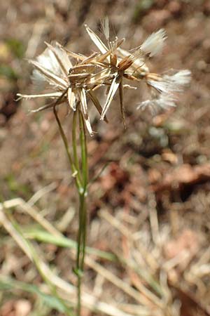 Crepis bursifolia \ Tschelkrautblttriger Pippau, Italienischer Pippau / Italian Hawk's-Beard, F Pyrenäen/Pyrenees, Prades 23.7.2018