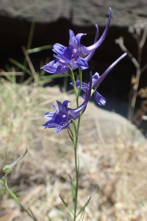 Delphinium consolida subsp. consolida \ Feld-Rittersporn / Forking Larkspur, F Pyrenäen/Pyrenees, Sougia 23.7.2018