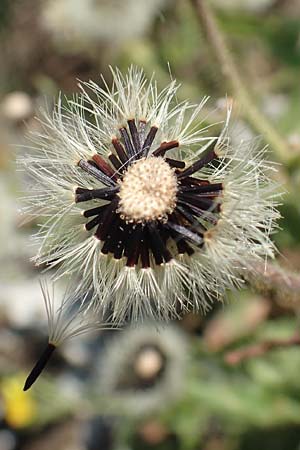 Hieracium lantoscanum \ Lantosque-Habichtskraut, F Pyrenäen, Canigou 24.7.2018