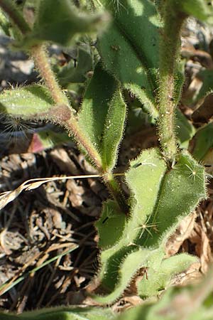 Hieracium lantoscanum \ Lantosque-Habichtskraut, F Pyrenäen, Canigou 24.7.2018