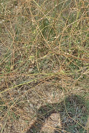 Rapistrum perenne \ Ausdauernder Rapsdotter / Steppe Cabbage, F Canet-en-Roussillon 27.7.2018