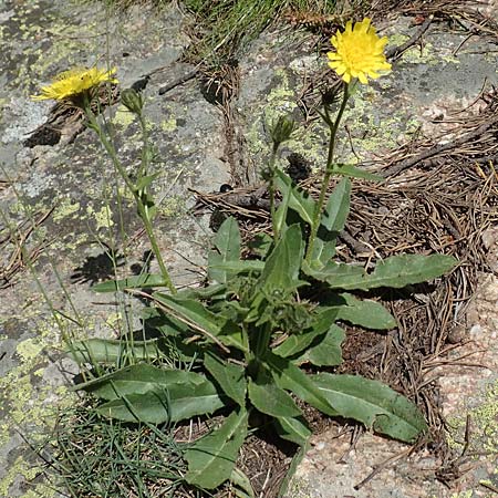 Hieracium lantoscanum \ Lantosque-Habichtskraut, F Pyrenäen, Col de Mantet 28.7.2018