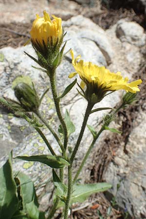 Hieracium lantoscanum \ Lantosque-Habichtskraut, F Pyrenäen, Col de Mantet 28.7.2018