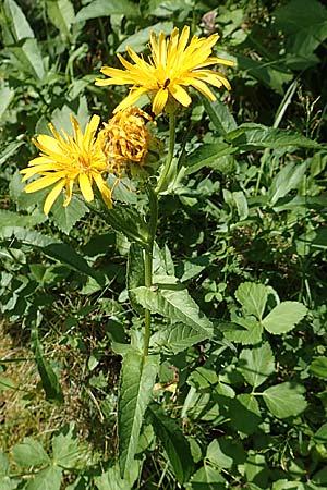 Crepis blattarioides / Moth-Mullein Hawk's-Beard, F Pyrenees, Eyne 4.8.2018