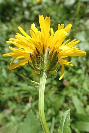 Crepis blattarioides \ Schabenkraut-Pippau / Moth-Mullein Hawk's-Beard, F Pyrenäen/Pyrenees, Eyne 4.8.2018