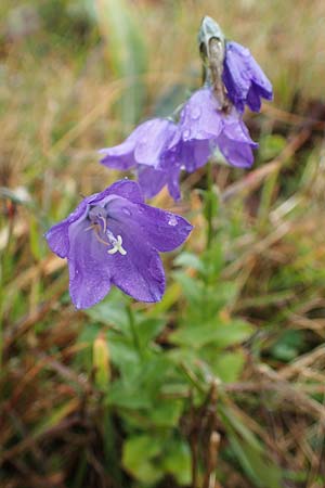 Campanula rhomboidalis \ Rautenblttrige Glockenblume / Diamond-Leaved Bellflower, Broad-Leaved Harebell, F Bonneval-sur-Arc 6.10.2021