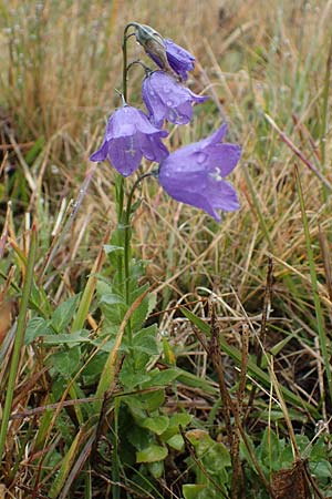 Campanula rhomboidalis \ Rautenblttrige Glockenblume / Diamond-Leaved Bellflower, Broad-Leaved Harebell, F Bonneval-sur-Arc 6.10.2021