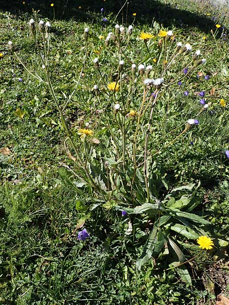 Crepis pyrenaica \ Grokpfiger Pippau, F Les Deux Alpes 9.10.2021