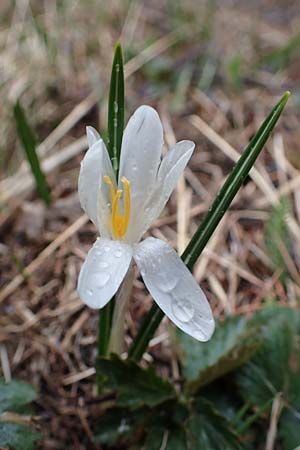 Crocus albiflorus / Spring Crocus, F Col de Gleize 29.4.2023