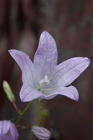 Campanula rapunculus \ Rapunzel-Glockenblume / Rampion Bellflower, F S. Sauveur-sur-Tinée 30.4.2023