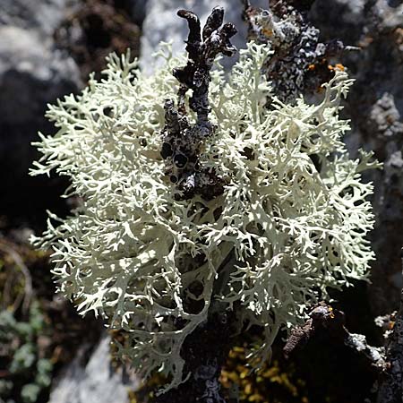 Cladonia rangiferina \ Rentier-Flechte / Reindeer Lichen, F Caussols 2.5.2023