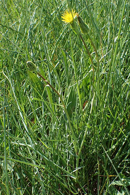 Scorzonera laciniata \ Schlitzblttrige Schwarzwurzel / Cutleaf Viper's Grass, F Camargue,  Salin-de-Giraud 3.5.2023