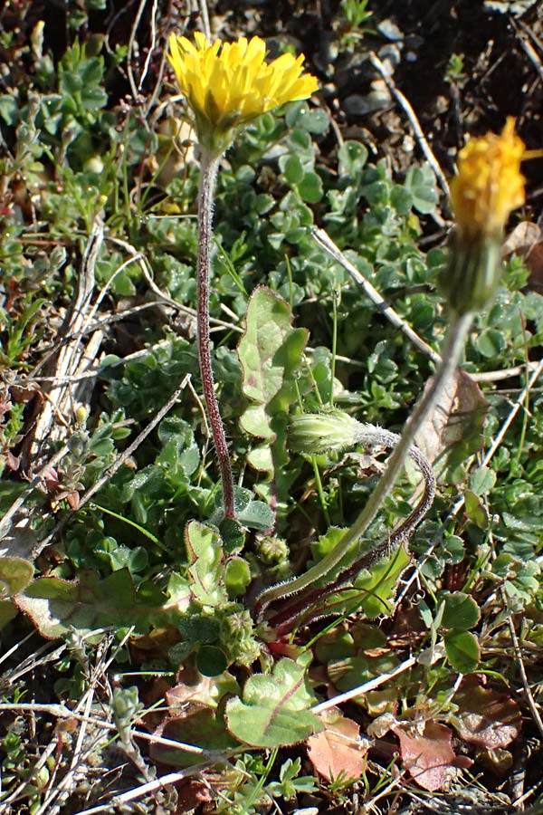 Crepis bellidifolia ? \ Gnseblmchenblttriger Pippau, F Remollon 15.3.2024