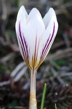 Crocus versicolor / Cloth-of-Silver Crocus, F Col d'Eze 24.2.2019 (Photo: Uwe & Katja Grabner)