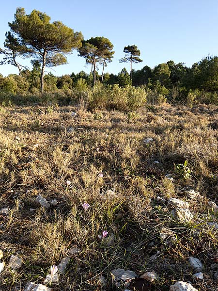 Crocus versicolor \ Silberlack-Krokus, Bunter Krokus / Cloth-of-Silver Crocus, F Col d'Eze 24.2.2019 (Photo: Uwe & Katja Grabner)