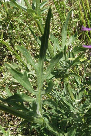 Centaurea scabiosa \ Skabiosen-Flockenblume, F Rochefort-en-Valdaine 10.6.2006