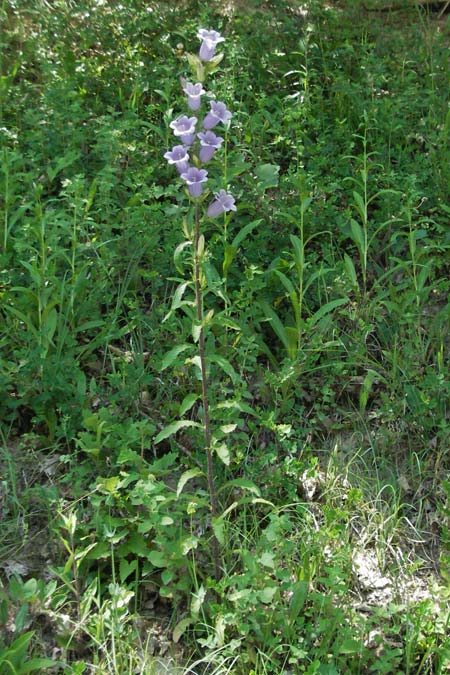 Campanula medium \ Marien-Glockenblume, F Allevard 11.6.2006