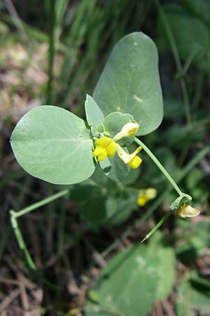 Coronilla scorpioides \ Skorpions-Kronwicke, F La-Palud-sur-Verdon 23.6.2008