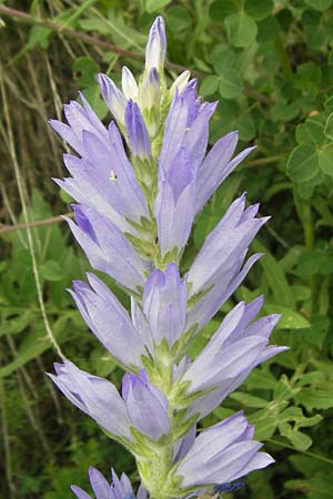 Campanula spicata \ hrige Glockenblume, F Col de la Bonette 8.7.2016