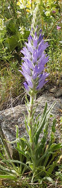 Campanula spicata \ hrige Glockenblume / Bellflower, F Col de la Bonette 8.7.2016