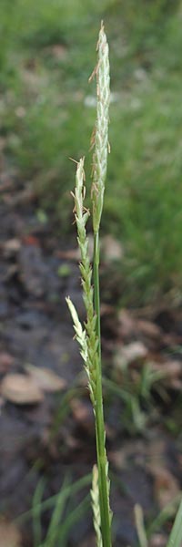 Carex strigosa / Thin-Spiked Wood Sedge, F Forstfeld 29.4.2016