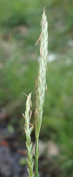 Carex strigosa \ Dnnhrige Segge / Thin-Spiked Wood Sedge, F Forstfeld 29.4.2016